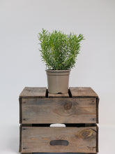 products/SotoProductShootLowQ-1733.jpg
